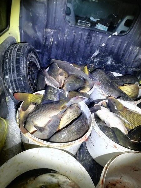 Pesca illegale: due denunciati dalla Polizia locale di Trecate e dalle Guardie giurate volontarie ittiche Fipsas