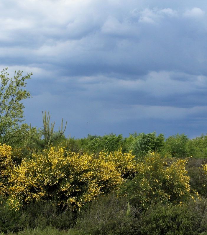 Life Drylands: via alla riqualificazione della Fagiana tra Magenta e Robecco