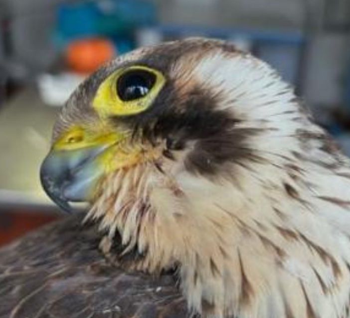 È in condizioni gravi il falco schiantatosi contro l’ATS di Malnate: oltre quaranta pallini trovati nel suo corpo