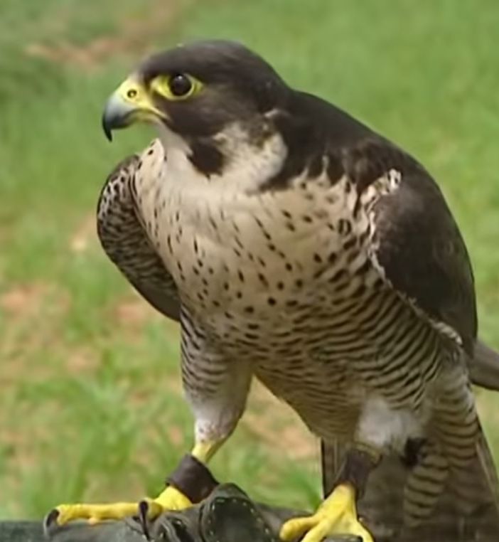 Falco pellegrino scappa dal Pirellone, ritrovato dalla Polizia Locale