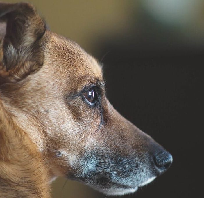 Biella, bimbo di 8 mesi morso alla testa da un cane