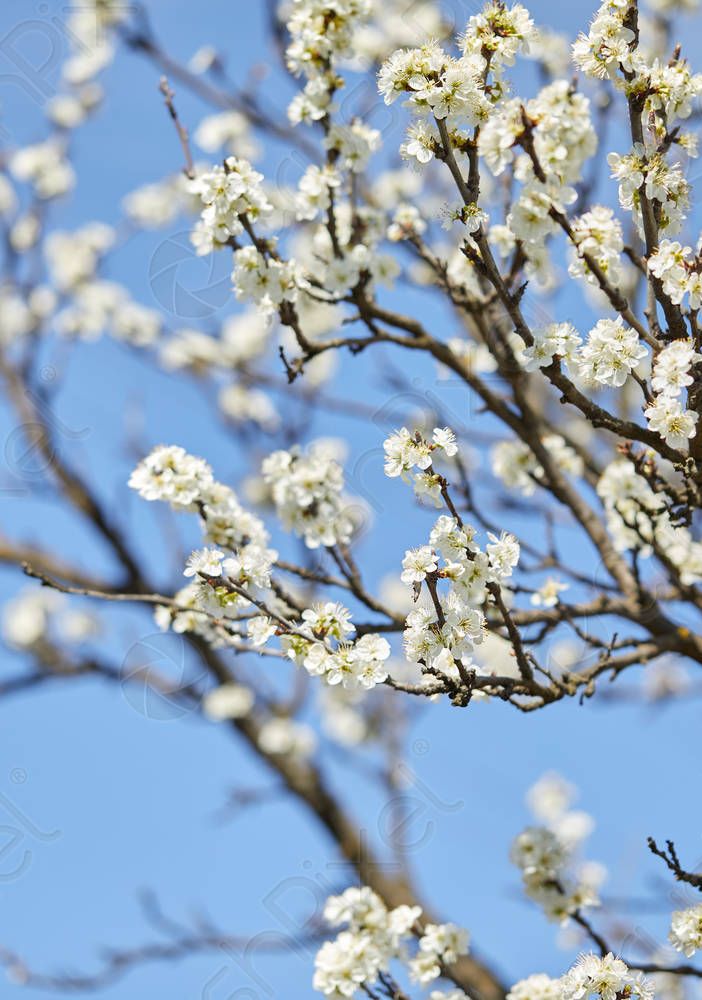 Coldiretti: ciliegi in fiore (prima del tempo)