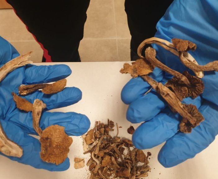 A Milano trovato con dei funghi allucinogeni in casa: arrestato 24enne
