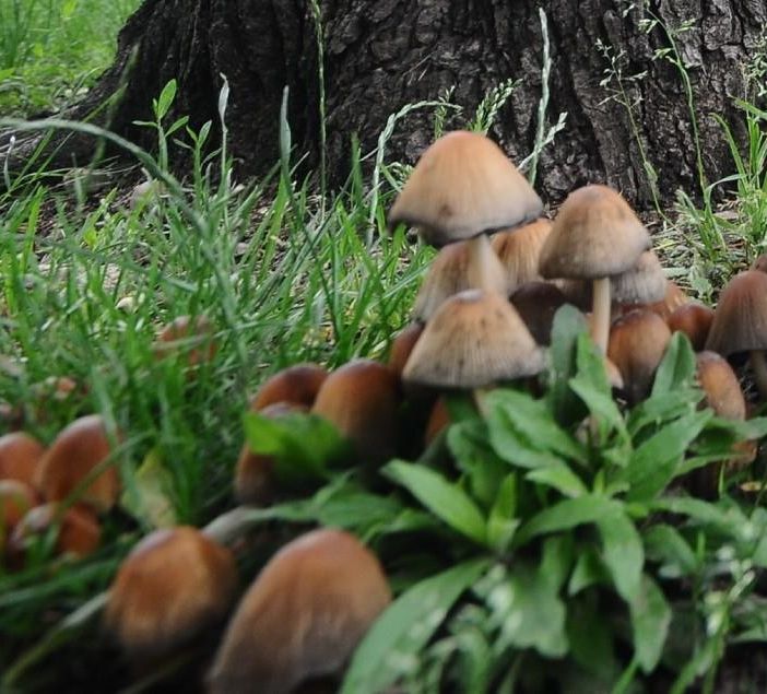 Sos funghi killer, esperto: &quot;Già 4 morti e più intossicazioni dell'anno scorso&quot;