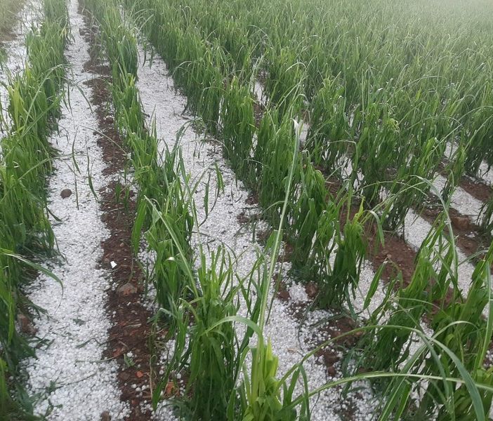 Clima, Coldiretti: «Con grandine su siccità danni ai raccolti nelle campagne lombarde»