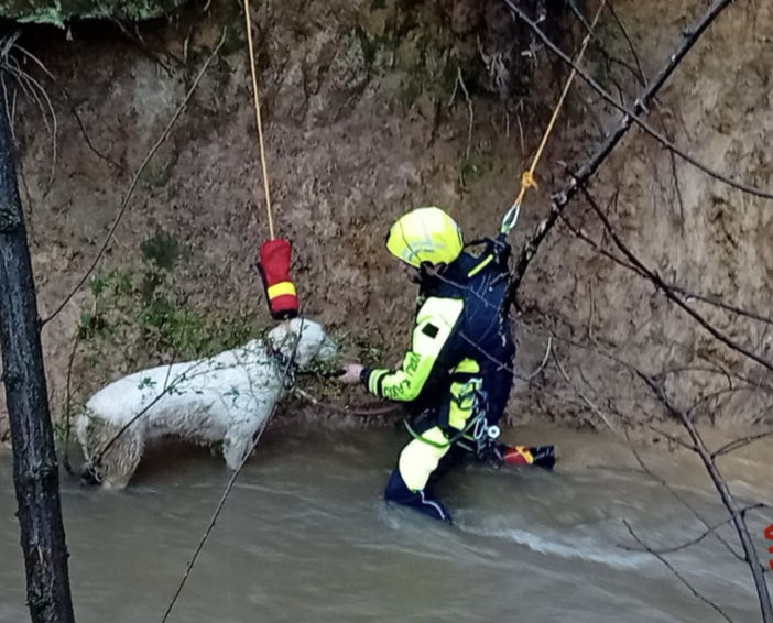 Parco delle Groane, i vigili del fuoco salvano un cane dal torrente in piena