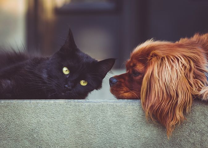 Cercasi volontari per il canile e gattile di Novara
