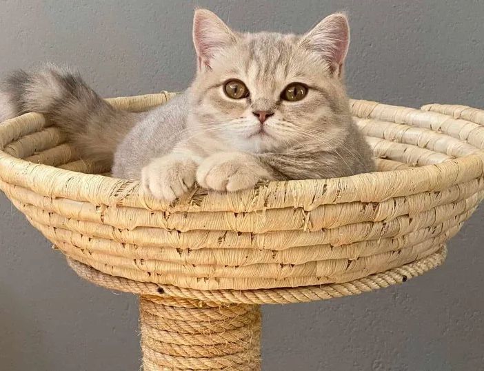 A Ozzero, dal 3 dicembre, il primo ‘relais per gatti’: nasce Casa Dolce Cosi