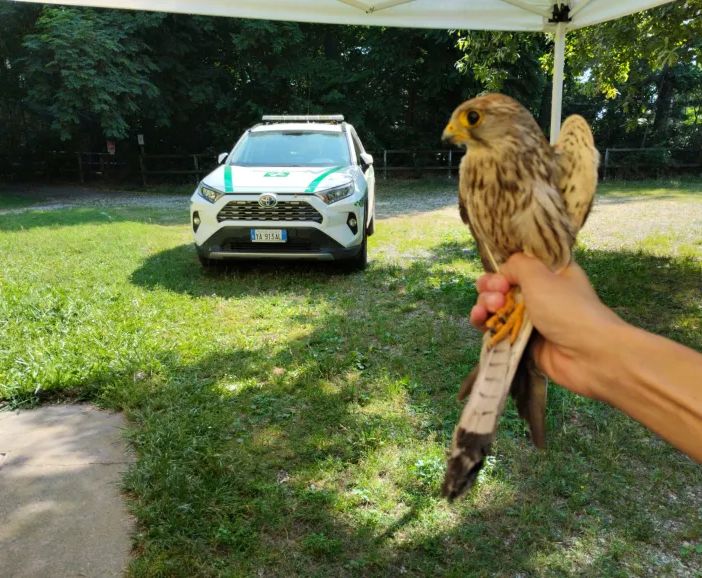 Gheppio ferito salvato dalla Polizia locale di Castano Primo