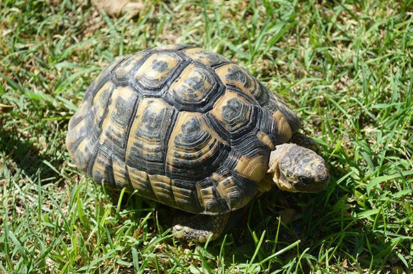 Tartaruga a scuola, portata al centro recupero animali di Vanzago. La Procura apre un'inchiesta