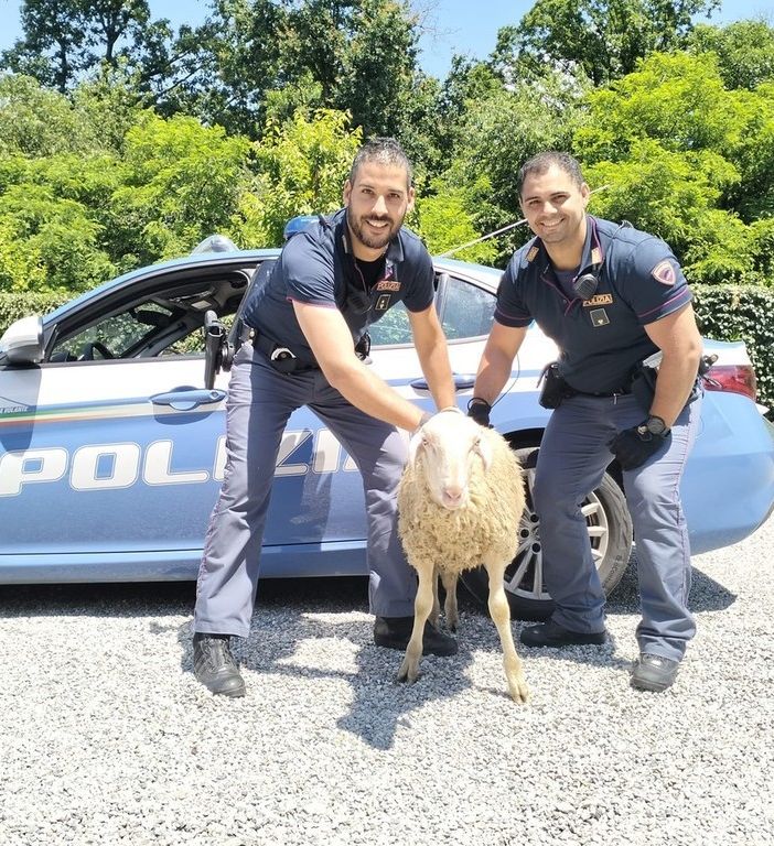 Novara: pecora in tangenziale crea caos agli automobilisti
