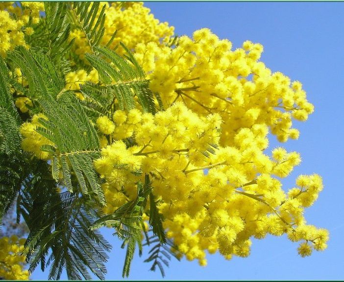 8 marzo: addio a una mimosa su tre... causa siccità