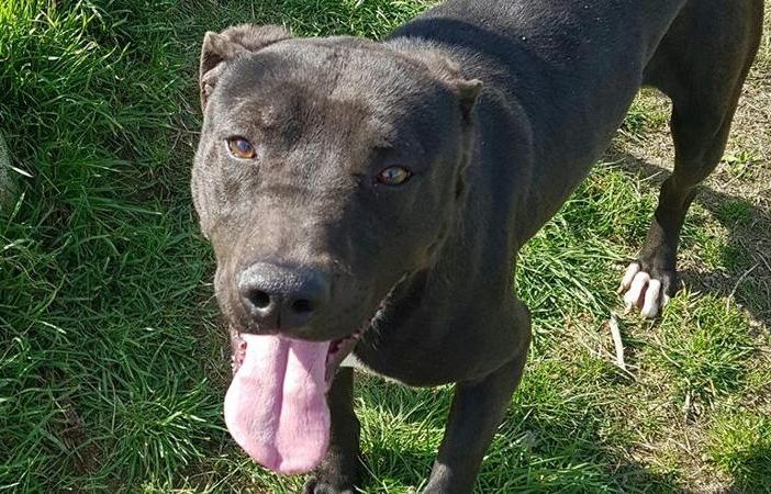Quattro pitbull seminano scompiglio a Bernate e sbranano tre caprette