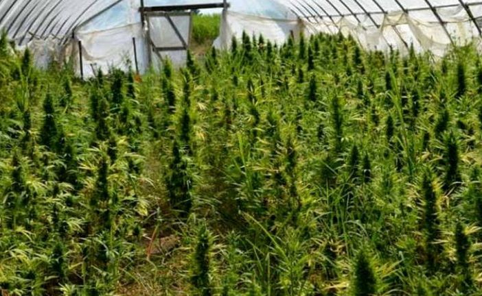 Casale Monferrato: 63enne perde il reddito di cittadinanza e si mette a coltivare marijuana