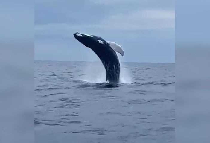 Arenzano, lo spettacolo della megattera che 'danza' poco distante dalla costa (VIDEO)