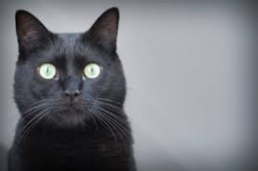 Giornata del gatto nero, ecco perché adottarli