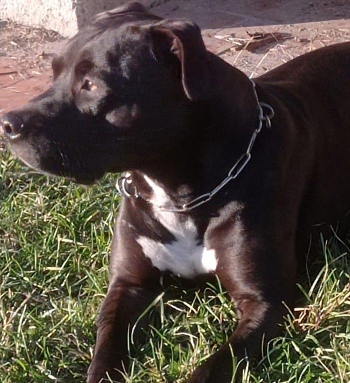 Aperta un'indagine sulla morte del piccolo Michele, azzannato dal pitbull di casa