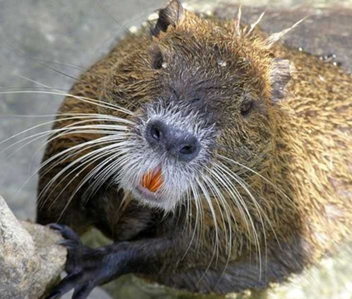 Guerra alle nutrie. La Lombardia sdogana il ‘Pest- Control’ per arginare l’invasione