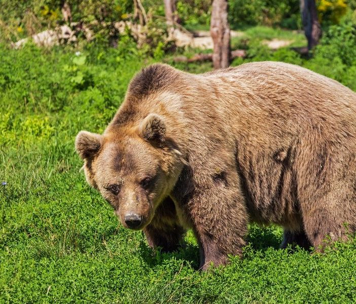 L'OPINIONE. L'orsa è viva, viva l'orsa. La legge della natura non si piega a quella degli uomini