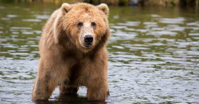 Per non fare come i nuovi barbari, la LAV si candida a portare in salvo l’orsa Jj4: “Uccisione inutile”