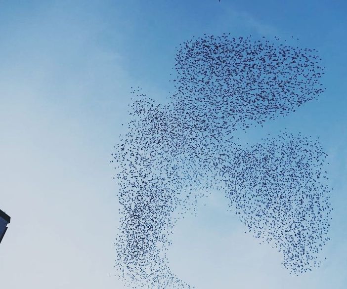 Incredibile a Milano: gli uccelli disegnano in cielo una grande colomba simbolo della pace