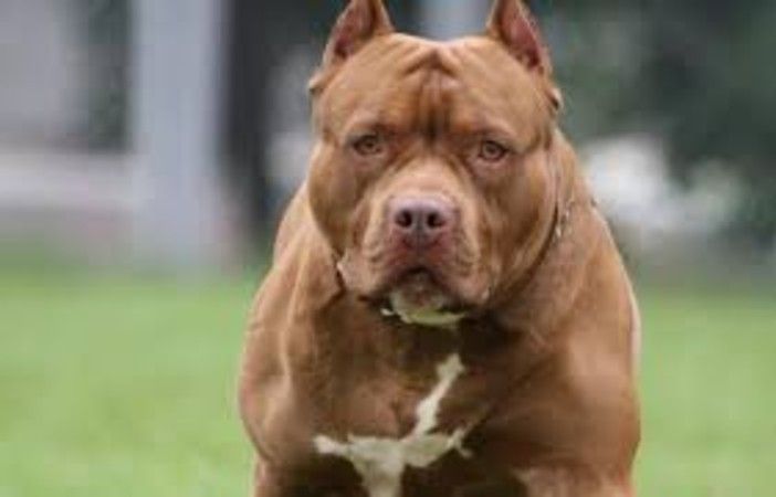 Dal 7 luglio al via la seconda edizione del corso di Ats Pavia, per il rilascio del patentino dei cani a rischio aggressività