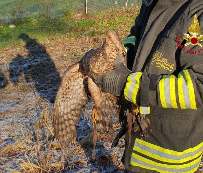 La poiana va a caccia ma resta incastrata nel pollaio: per liberarla servono i vigili del fuoco
