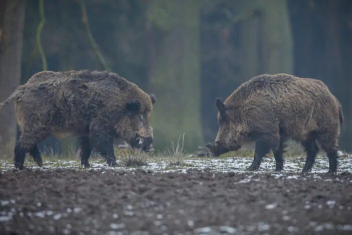 Peste suina: nel Pavese abbattuti 33mila maiali
