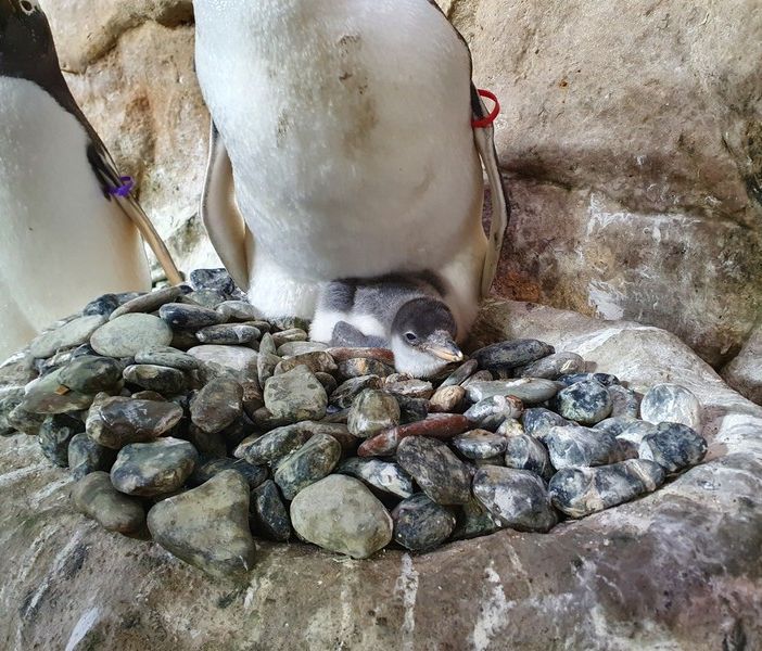 Festa all’acquario di Genova per la nascita di quattro pinguini