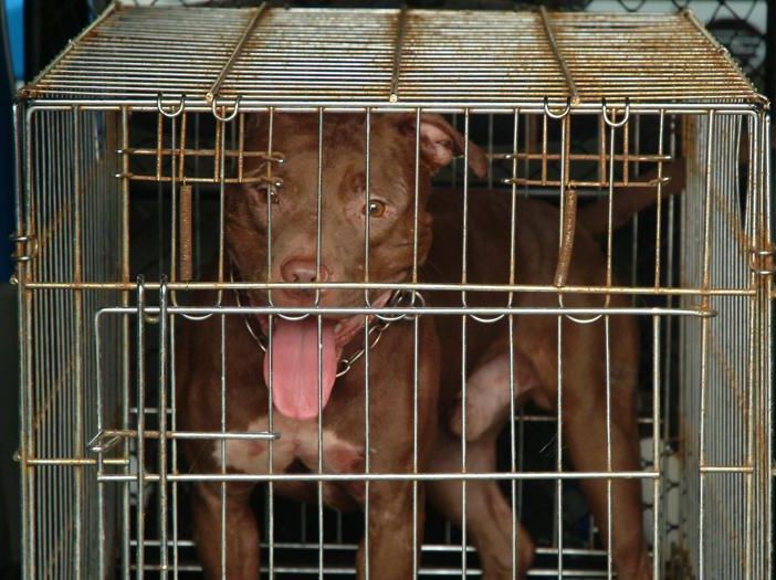 Bimba di due anni e mezzo ferita gravemente da un pitbull nel Milanese