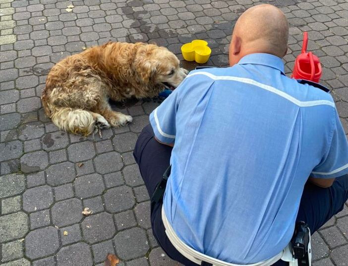 Cane lasciato solo in auto salvato dalla Polizia locale a Castellanza