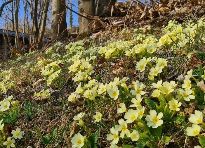 Dal finto inverno alla vera primavera: preparatevi a spalancare le finestre...