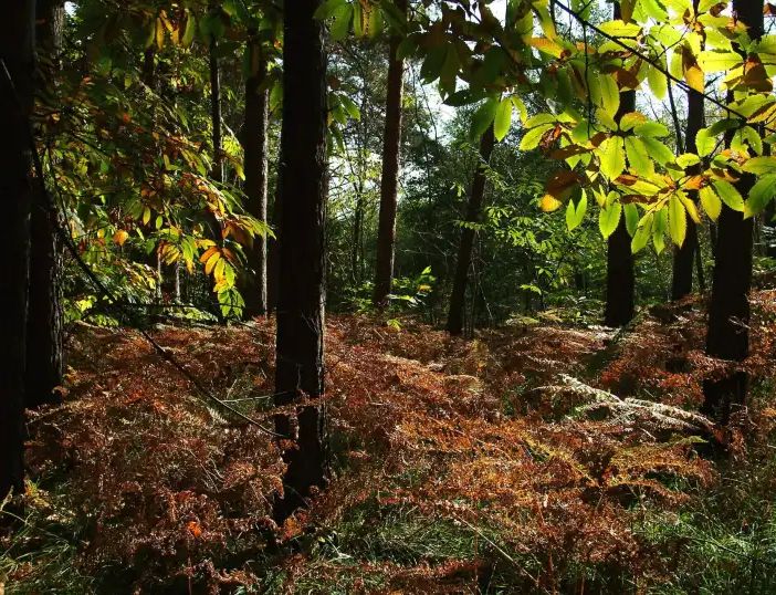 La quercia più resistente? E’ nel Parco del Ticino, a Motta Visconti