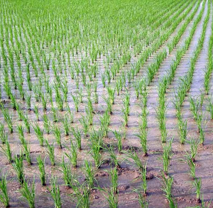 &quot;Niente guerra dell’acqua tra poveri a Novara e Pavia&quot;