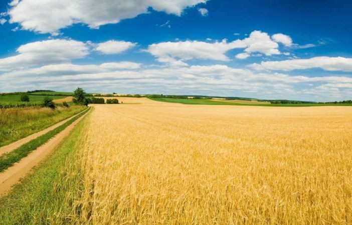Riso, nuovi strumenti per tutelare il reddito delle aziende