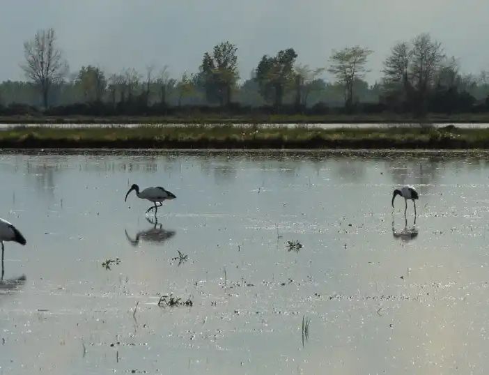 Lomellina: da oggi incontri sul Programma di Sviluppo Rurale