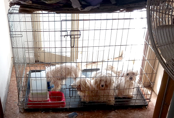 Sequestrati undici cani dalle guardie zoofile Oipa di Pavia in collaborazione con ATS e Polizia locale