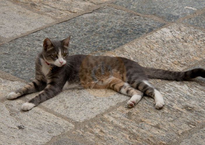 L’oasi e le colonie feline di Trecate saranno gestiti da Oasi Felina
