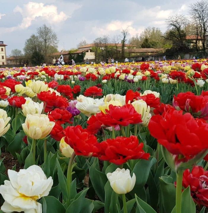 Aperto il grande campo di tulipani ad Arese