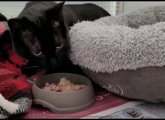 Il micio Ugo riprende timidamente a mangiare