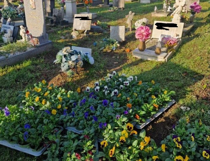 Centoventi viole per il cimitero dei bambini a Magenta, da Jessica, Miriam, Natascia e Sara