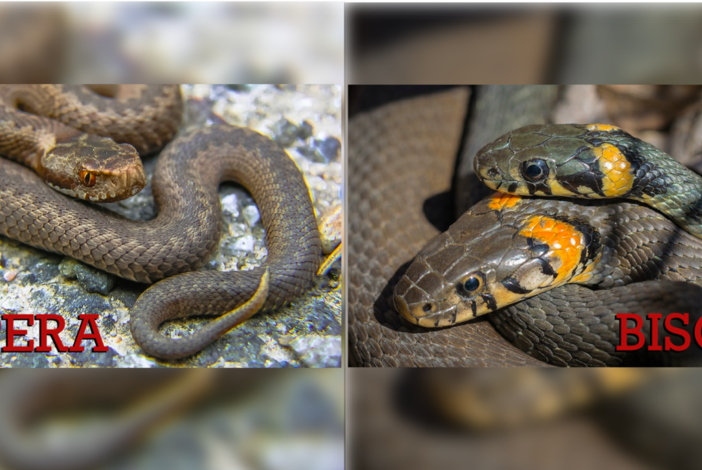 Biscia o vipera? Come distinguere l'innocuo dal velenoso e come comportarsi in caso di avvistamento