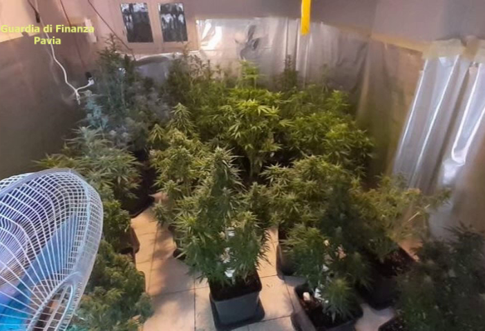 Traffico di sostanze stupefacenti tra Pavia e Zinasco: arrestate 9 persone e sequestrate quattro piantagioni di marijuana