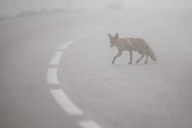 La volpe spaesata nel fumo, foto postata dalla dottoressa Pais