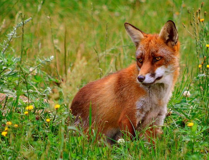 Volpe salvata e rimessa in libertà nel Parco delle Groane