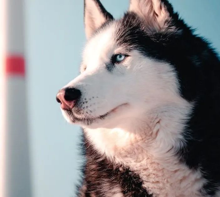 Husky siberiano infila la testa nella griglia di ventilazione di un appartamento a Corsico, salvato dai Vigili del Fuoco