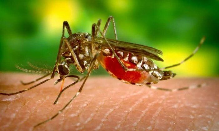 298 casi di West Nile in Italia, 9 decessi in Lombardia