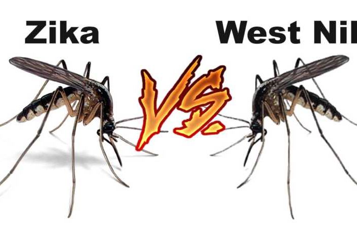 Novara, muore paziente ricoverato per il virus West Nile