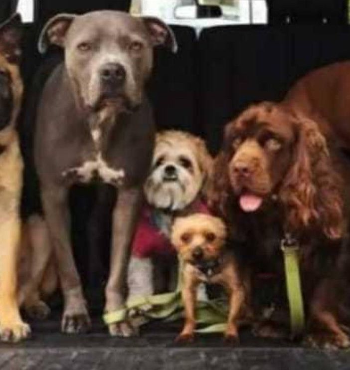 Milano, la Polizia Locale salva 34 cani denutriti