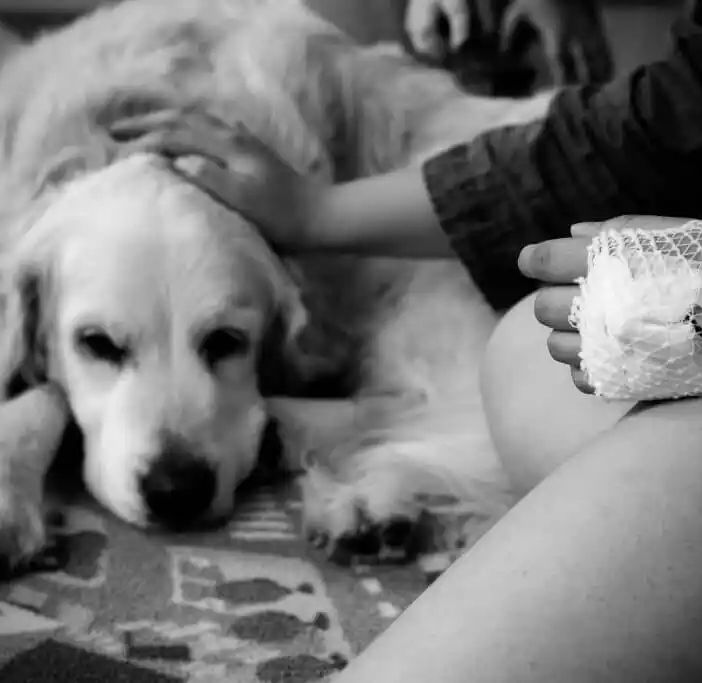 Quattro zampe in corsia: curarsi &quot;coi cani&quot;, negli ospedali del Gruppo San Donato